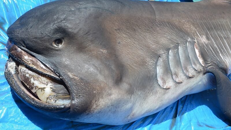 Tubarão raro achado em SE é um dos maiores encontrados no Atlântico